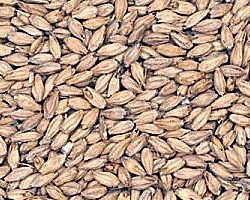 6-row Base Malt