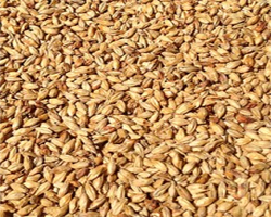 Mild Pale Ale Malt